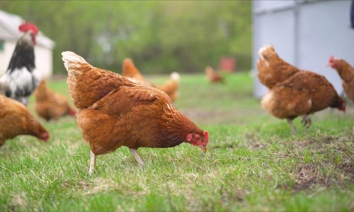 How To Keep Your Backyard Chickens Healthy
