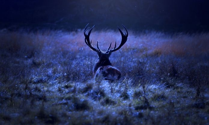 Top 4 Night Hunting Safety Tips You Need To Know