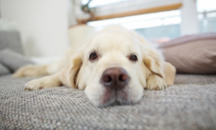 Tips for Motivating a Lazy Dog To Play
