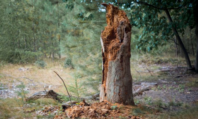 Signs You Need To Remove a Tree from Your Yard