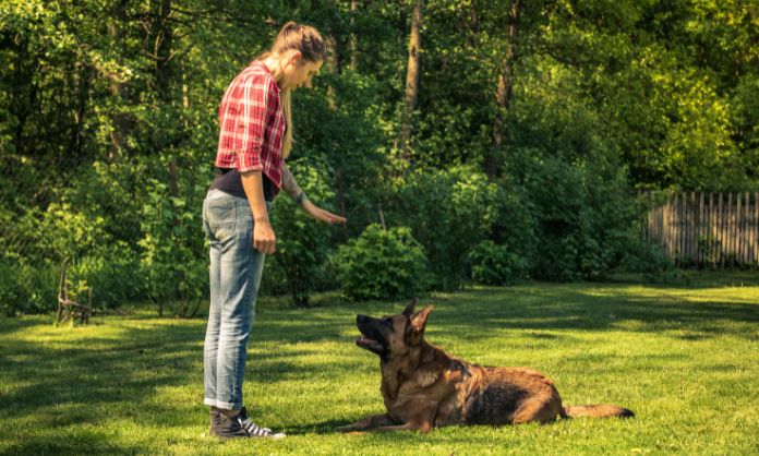 The Different Types of Dog Obedience Training