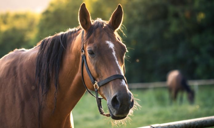 Common Ailments That Can Affect Your Horse