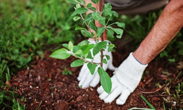 Tips and Tricks for Planting Trees on Your Property